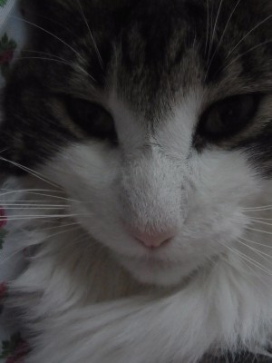 「猫だらけ」
