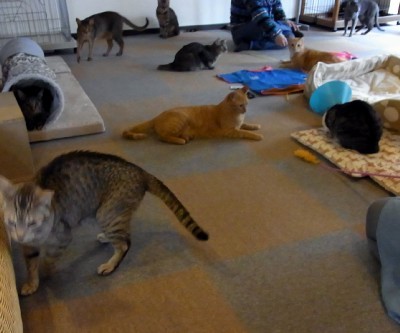 「猫だらけ」