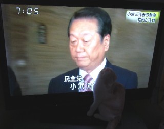 「猫だらけ」
