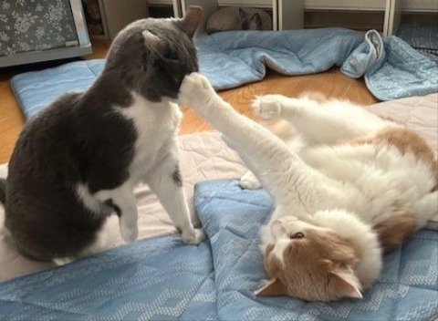 thumbnail_IMG_4249 (2)