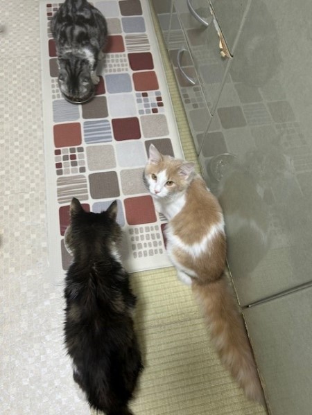 thumbnail_IMG_4990 (1)