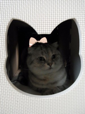 「猫だらけ」