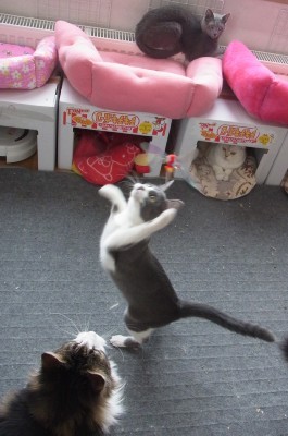 「猫だらけ」