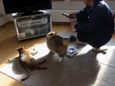 「猫だらけ」
