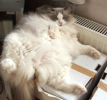 「猫だらけ」