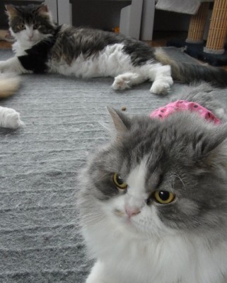 「猫だらけ」