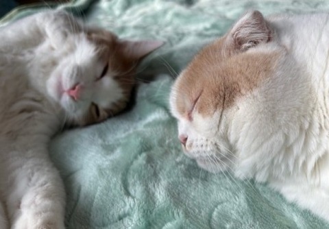 thumbnail_IMG_7823 (1)