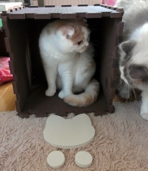 「猫だらけ」