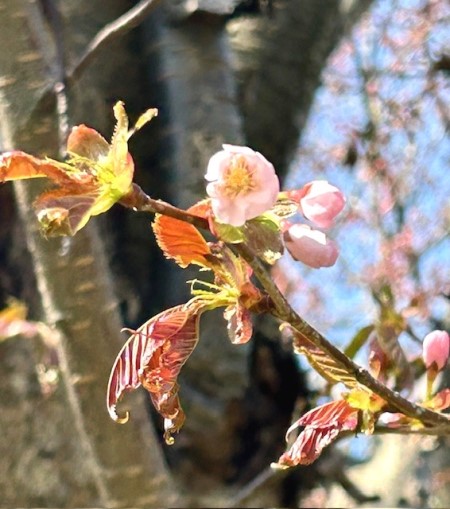 thumbnail_IMG_5383 (2)