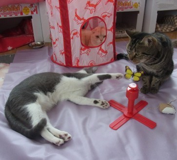 「猫だらけ」