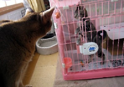 「猫だらけ」