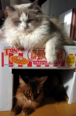 「猫だらけ」