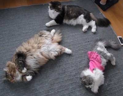 「猫だらけ」