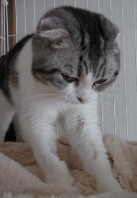 「猫だらけ」