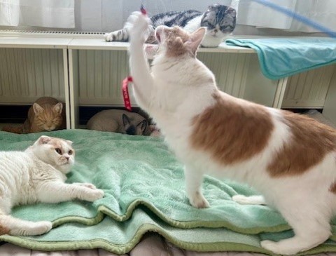 thumbnail_IMG_0294 (1)