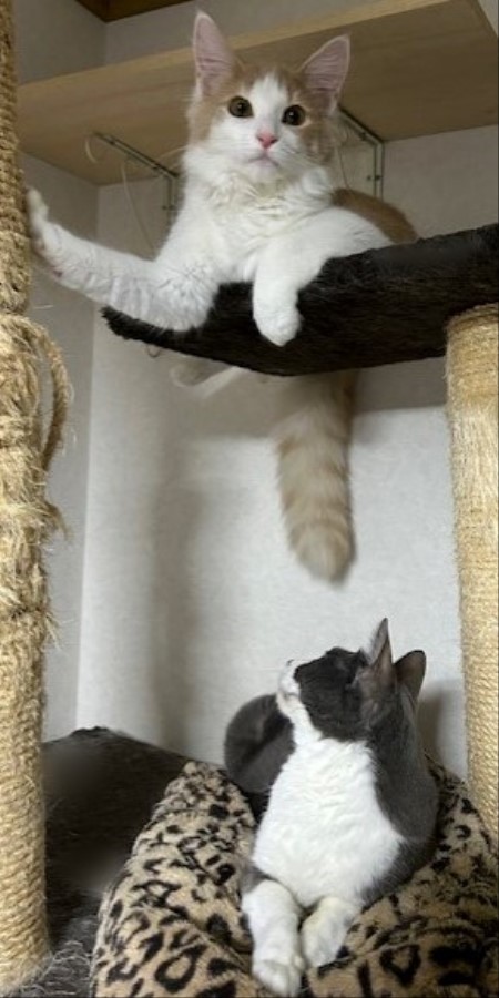thumbnail_IMG_3531