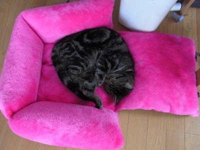 「猫だらけ」
