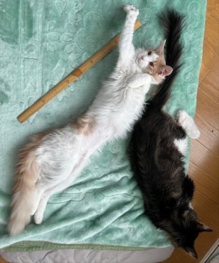 thumbnail_IMG_5306 (1)