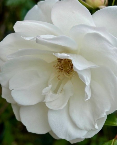 thumbnail_IMG_3905 (2)