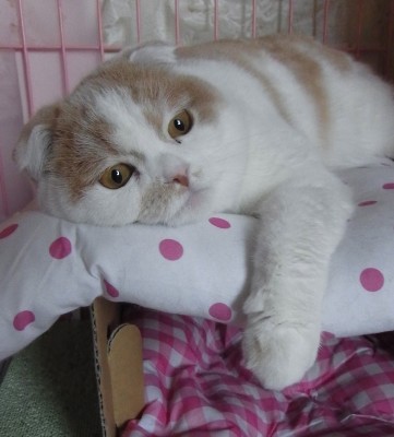 「猫だらけ」