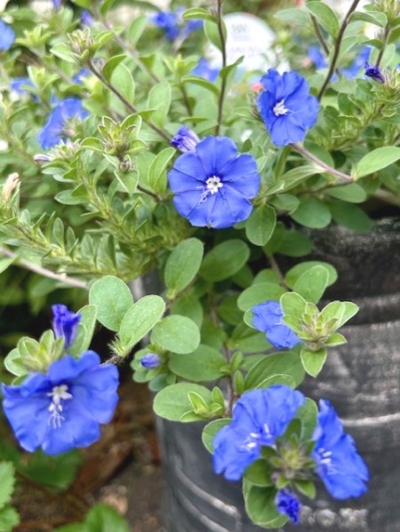 thumbnail_IMG_0844 (2)