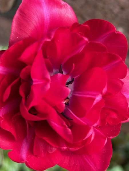 thumbnail_IMG_9895 (1)