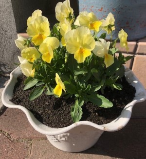 18年由仁町の花のまつうらさん情報 猫だらけ Powered By ライブドアブログ