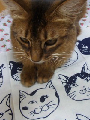 「猫だらけ」