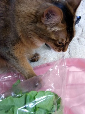 ビニール袋を見たらなめる 噛む 猫だらけ Powered By ライブドアブログ