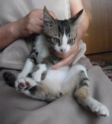 「猫だらけ」