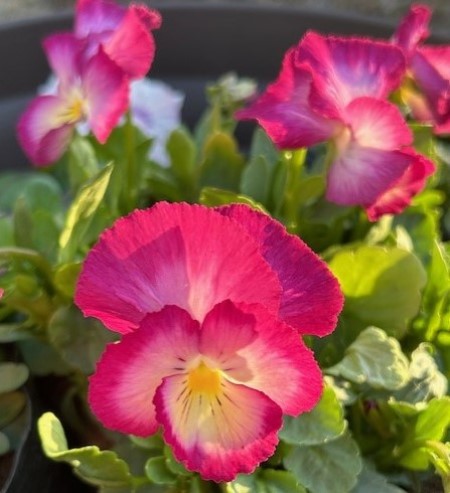 thumbnail_IMG_8108 (1)