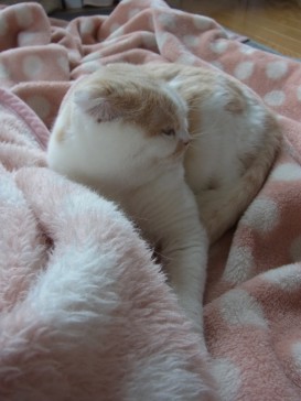 「猫だらけ」