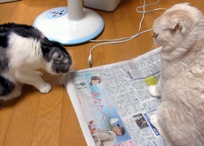 「猫だらけ」