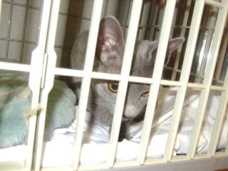 2007_11280038