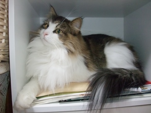 「猫だらけ」チェルシー