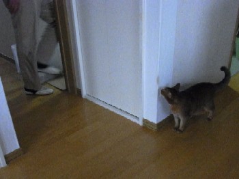 「猫だらけ」