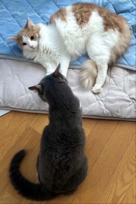 thumbnail_IMG_4153 (1)