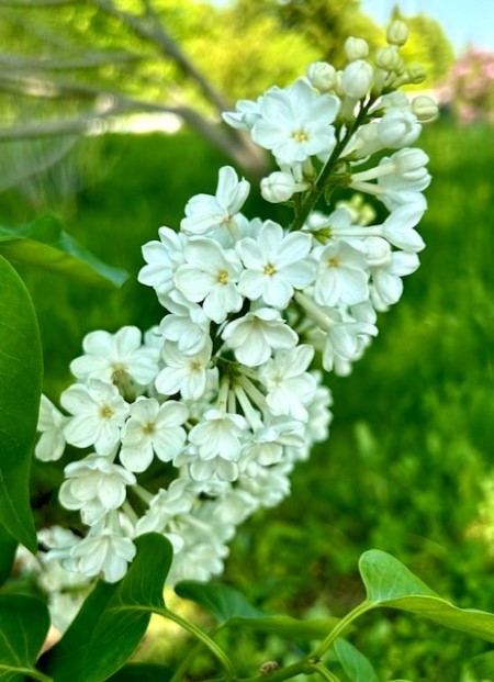 thumbnail_IMG_6858 (1)