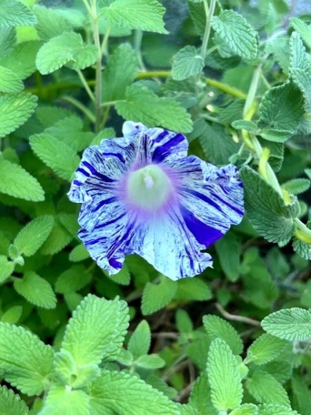 thumbnail_IMG_2208 (1)