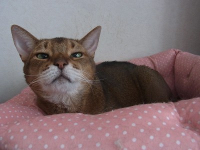「猫だらけ」