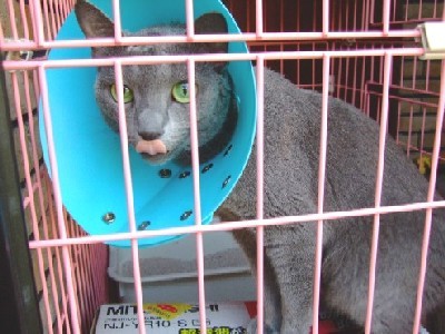 「猫だらけ」