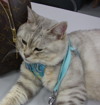 「猫だらけ」