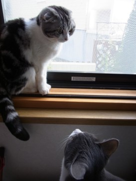 「猫だらけ」