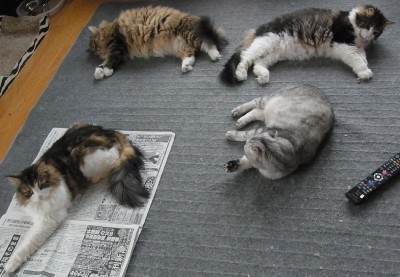 「猫だらけ」