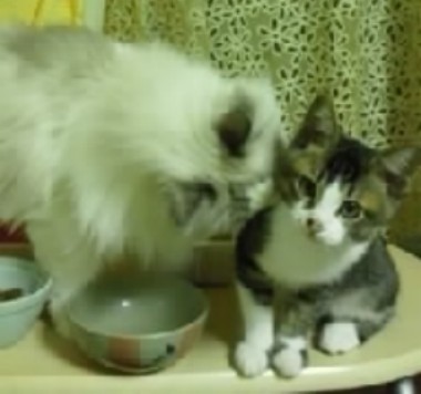 「猫だらけ」
