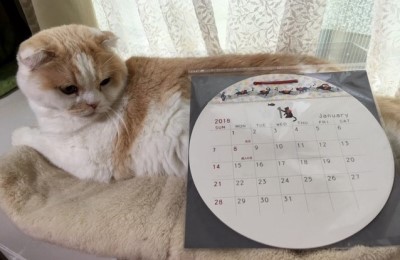 ダイソーで買った猫カレンダー 猫だらけ Powered By ライブドアブログ