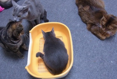 「猫だらけ」