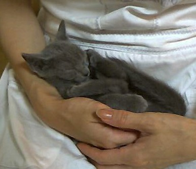 「猫だらけ」