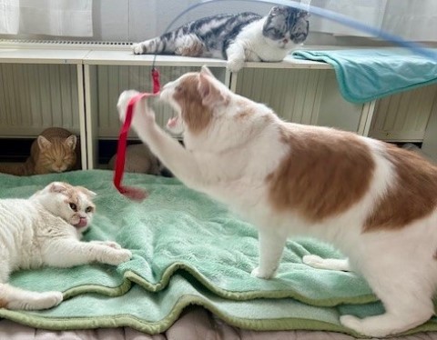 thumbnail_IMG_0293 (1)