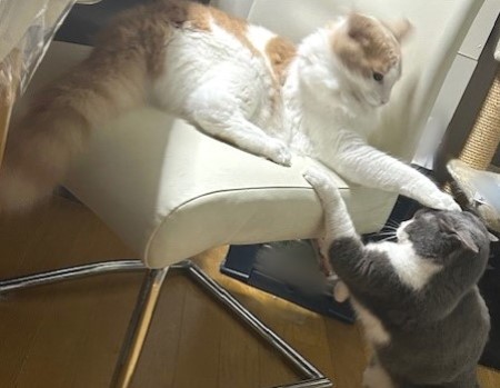 thumbnail_IMG_3765 (2)